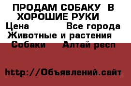 ПРОДАМ СОБАКУ  В ХОРОШИЕ РУКИ  › Цена ­ 4 000 - Все города Животные и растения » Собаки   . Алтай респ.